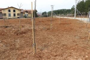 SAFRANBOLU BELEDİYESİ, İLÇEYE HURMA, DUT, ELMA, AKASYA, ÇINAR, MAHLEP VE