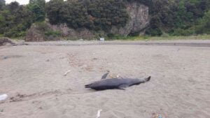 ZONGULDAK’IN ALAPLI İLÇESİNDEKİ LİMAN BÖLGESİNDE 10 GÜN ÖNCE SAHİLE VURAN