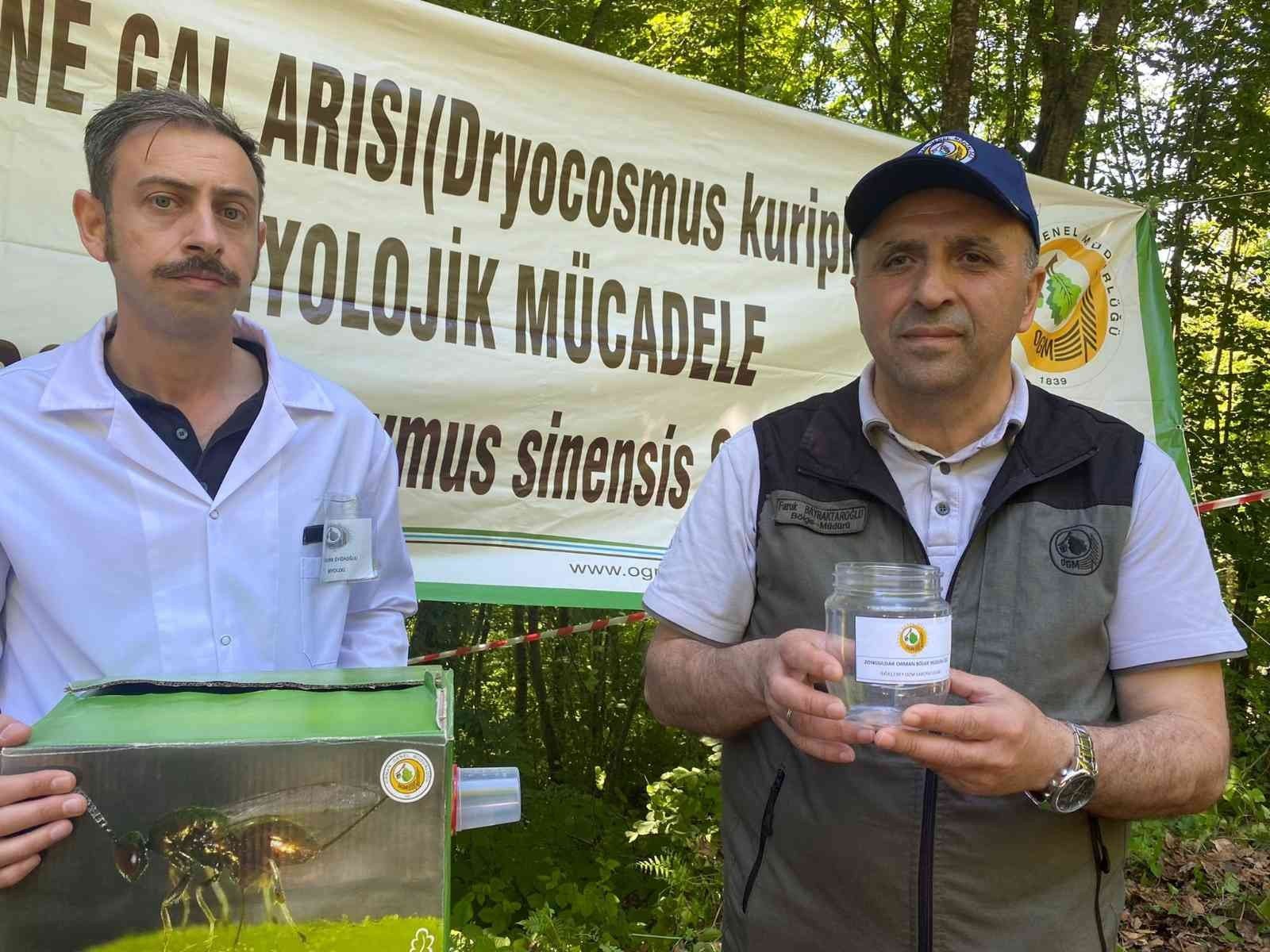 KESTANE AĞAÇLARINDA TEHDİT OLUŞTURARAK AĞAÇLARDAKİ YAPRAK, ÇİÇEK VE MEYVE VERİMİNDE