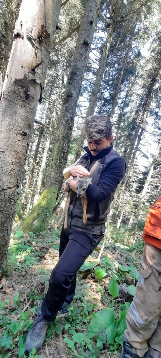 KARABÜK’ÜN SAFRANBOLU İLÇESİNDE ORMANLIK ALANDA YARALI HALDE BULUNAN YAVRU KARACA