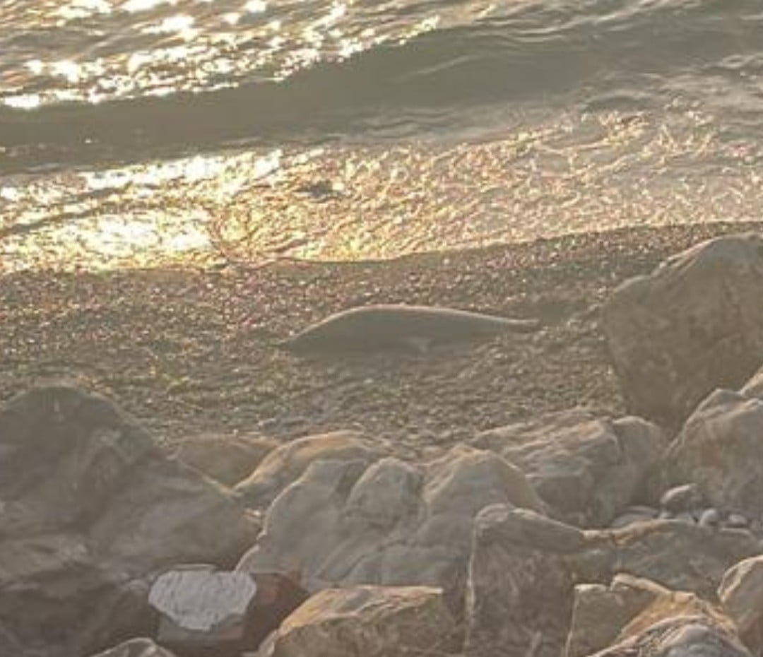 ZONGULDAK’IN KİLİMLİ İLÇESİNDE SAHİLE VURAN ÖLÜ YUNUS GÖRENLERİ ŞAŞKINA ÇEVİRDİ.