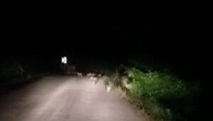 KASTAMONU’DA BİR ARACIN ÖNÜNE ÇIKAN DOMUZ SÜRÜSÜ AMATÖR KAMERA İLE