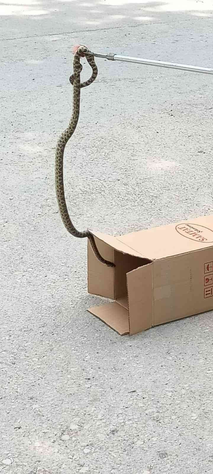 KARABÜK'ÜN SAFRANBOLU İLÇESİNDE BAHÇE DUVARINDAKİ BOŞLUĞA GİREN 1,5 METRE UZUNLUĞUNDA