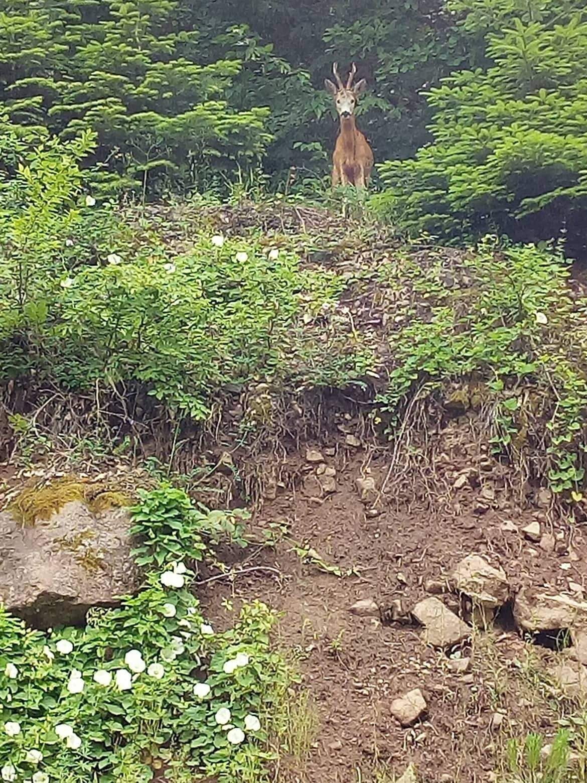 KARABÜK'TE ORMANLIK ALANDA GEZİNEN BİR KARACA VATANDAŞ TARAFINDAN CEP TELEFONUYLA