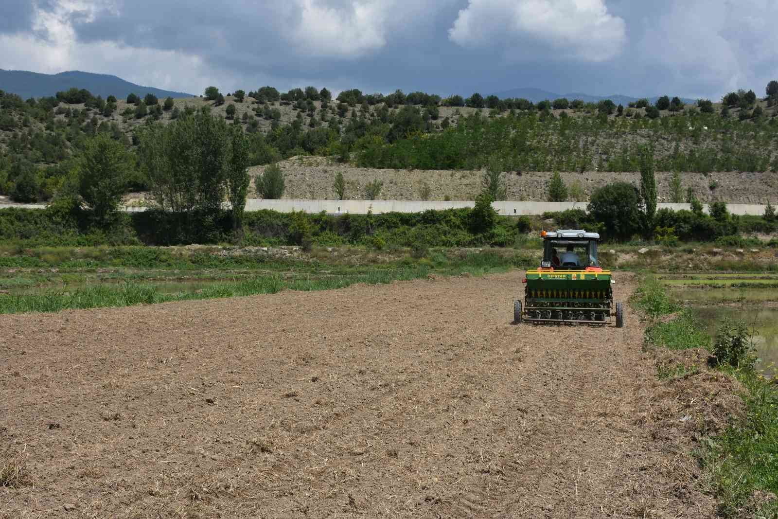 TOSYA’DA İLK DEFA DAMLAMA SULAMA TEKNİĞİ İLE ÇELTİK EKİMİ YAPILDI