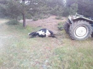KASTAMONU’NUN İHSANGAZİ İLÇESİNDE YABAN HAYVANLARI İÇİN ÇEKİLEN SEYYAR ELEKTRİKLİ TELE
