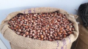 SERBEST PİYASADA FINDIK FİYATLARINDAKİ YÜKSELİŞ SÜRÜYOR.