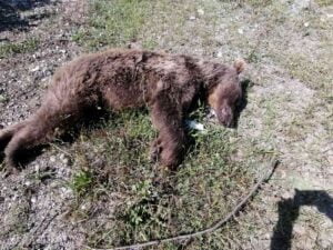 ZONGULDAK’ IN DEVREK İLÇESİNDE GECE GEÇ SAATLERDE YOLDAN KARŞIYA GEÇMEYE