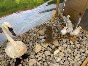 KÜRE DAĞLARI MİLLİ PARKI SINIRLARI İÇERİSİNDE YER ALAN BARTIN’IN ULUS