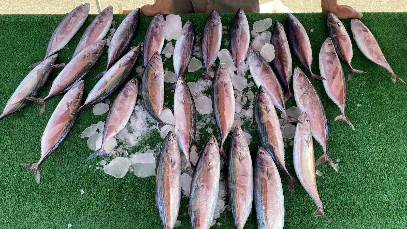 ZONGULDAK’TA 4,5 AY ARADAN SONRA OLTACILAR, İLK PALAMUTLA BULUŞTU.