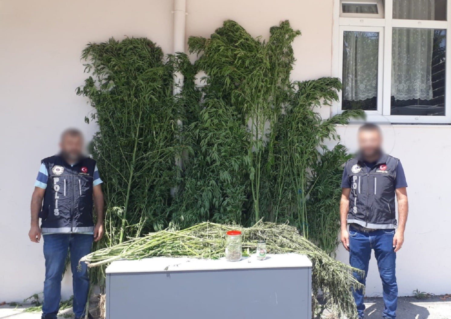 OPERASYONDA ÇOK SAYIDA KENEVİR ELE GEÇİRİLDİ.