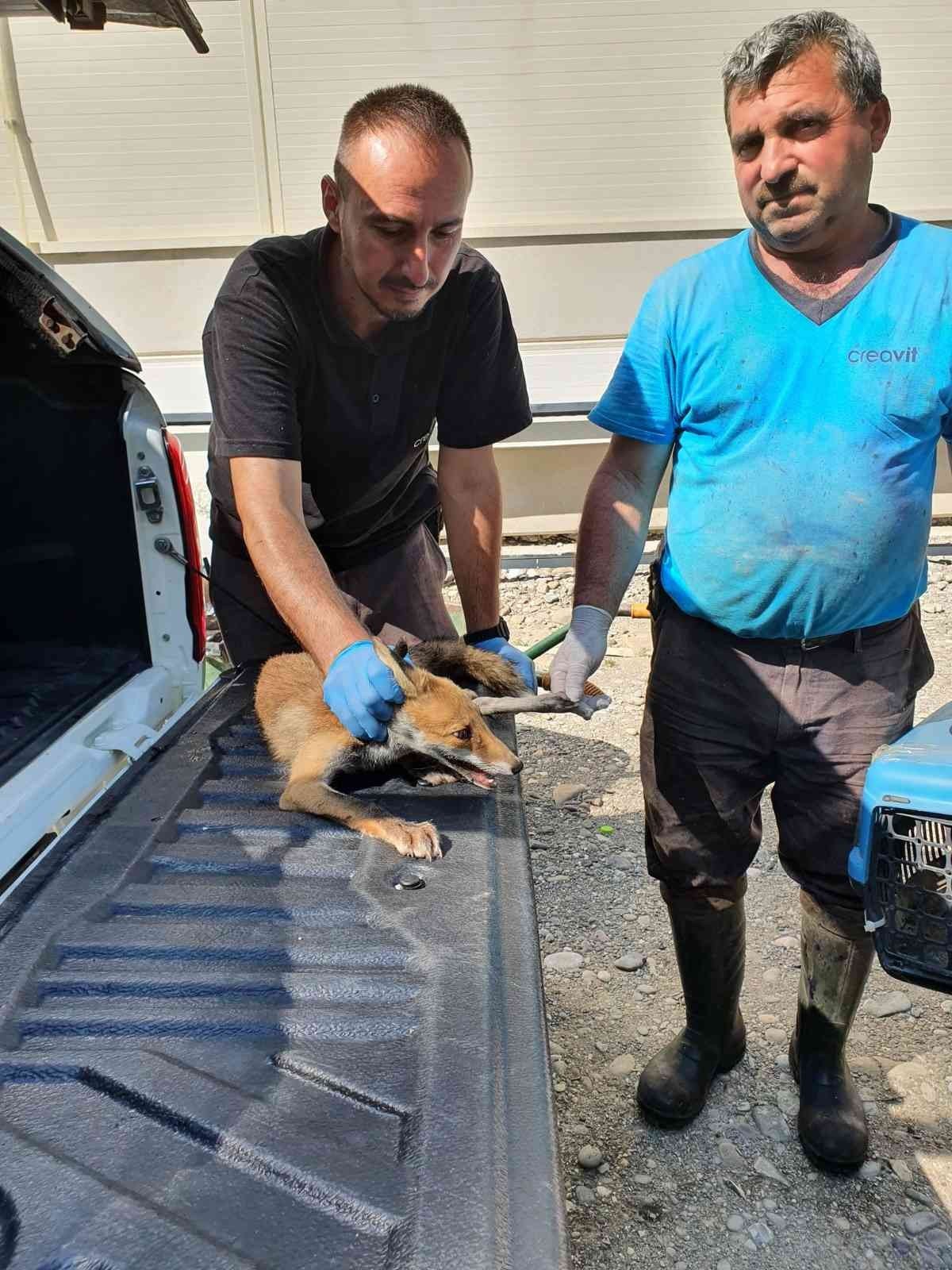ZONGULDAK'TA YARALI HALDE BULUNAN TİLKİ TEDAVİ ALTINA ALINDI.