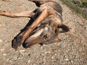 KASTAMONU-TAŞKÖPRÜ KARAYOLU ÜZERİNDE ARACIN ÇARPTIĞI KURT ÖLDÜ.