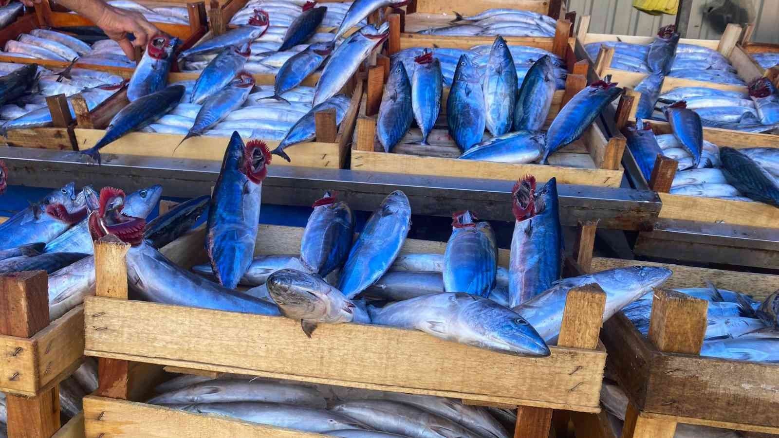 ZONGULDAK AÇIKLARINDA OLUŞAN PALAMUT BOLLUĞU NEDENİYLE BÜTÜN KAYIKLAR ZONGULDAK’A AKIN