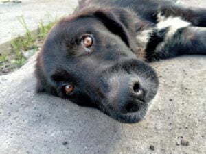 ÇÖPE ATILMIŞ KÖPEKLE KARŞILAŞAN ÖĞRENCİLER DURUMU OKUL İDARESİNE HABER VERDİ.