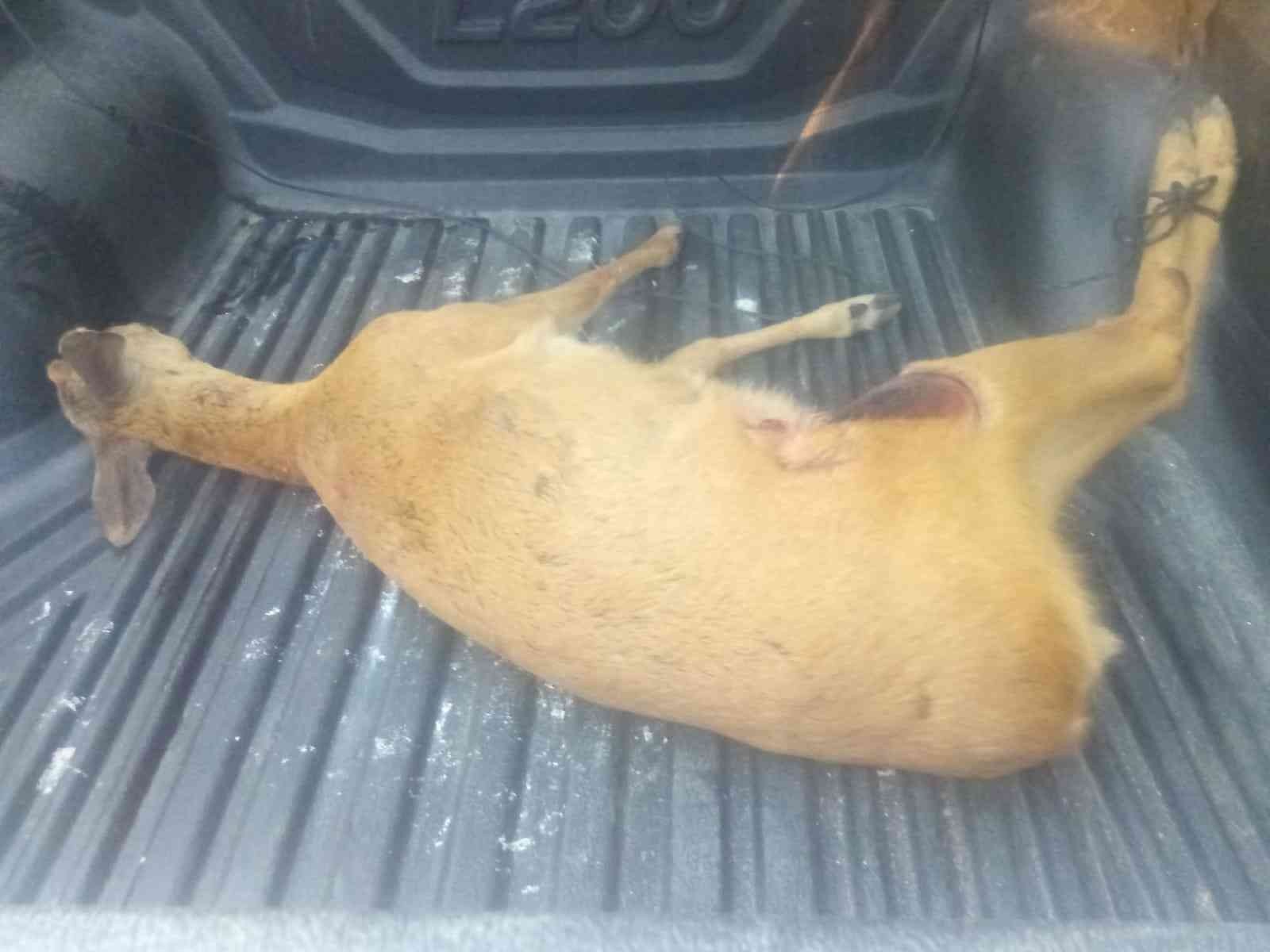 ZONGULDAK’IN ALAPLI İLÇESİNDE GÜMELİ BÖLÜKLÜ YAYLASI'NDA BİR VATANDAŞ TARAFINDAN KÖPEKLERİN