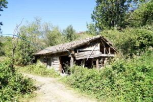 KASTAMONU’DA GEÇMİŞİ 10 BİN YIL ÖNCESİNE DAYANAN VE “HİTİT BUĞDAYI”