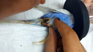 ZONGULDAK’TA KENT MERKEZİNDE HAYVANSEVERLERİN BAKTIĞI BİR MUHABBET KUŞU YUMURTLAMA ANINDA