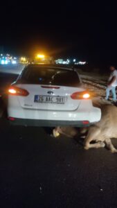 TOSYA D100 KARAYOLUNDA OTOMOBİL BÜYÜKBAŞ HAYVANA ÇARPTI