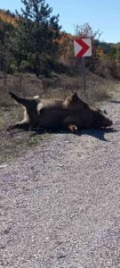 KASTAMONU-İNEBOLU KARAYOLU CAMİLİ KÖY MEVKİİNDE ARACIN ÇARPTIĞI DOMUZ TELEF OLDU.
