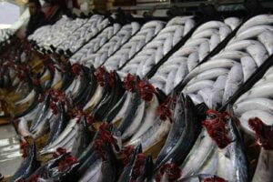 ZONGULDAK’IN EREĞLİ İLÇESİNDE PALAMUT FİYATLARI DİNE VURDU. GEÇTİĞİMİZ HAFTA BÜYÜKLÜĞÜNE