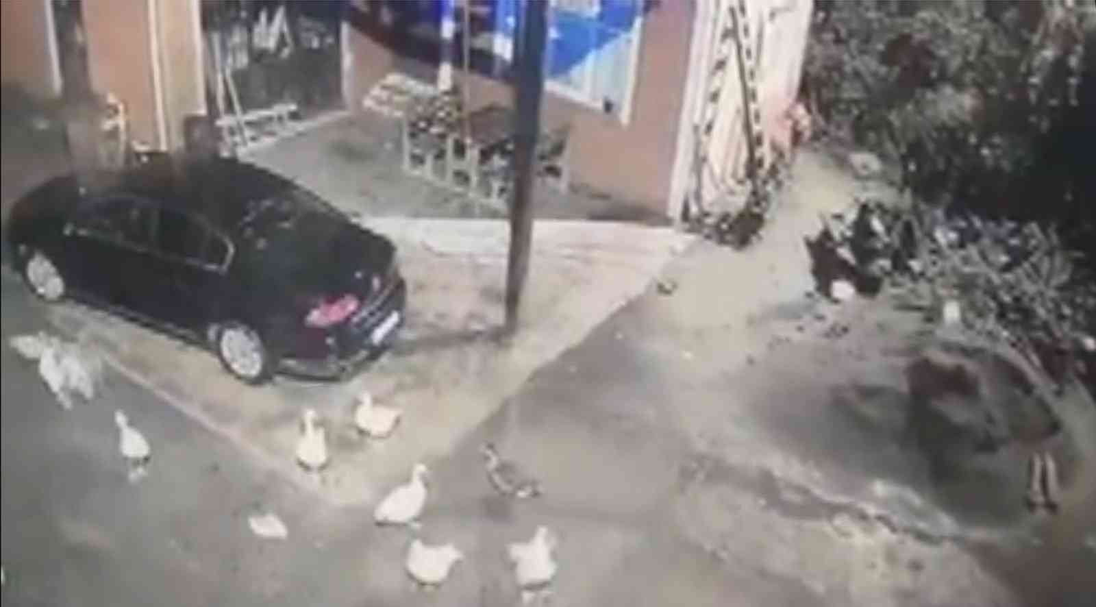 ZONGULDAK’IN ALAPLI İLÇESİNDE BİR KÜMESTEN KAZ ÇALAN HIRSIZ TİLKİNİN AĞZINDA