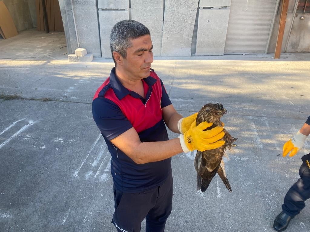 ZONGULDAK’IN ALAPLI İLÇESİNDE İTFAİYE ERİ TARAFINDAN YARALI HALDE BULUNAN ŞAHİN