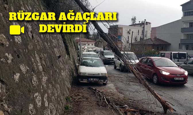 Karabük’te etkili olan rüzgar sonrası devrilen ağaç iki araca zarar