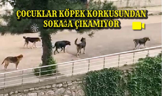 Karabük’te başıboş sokak köpeği sorunu her geçen gün büyüyor. Şirinevler