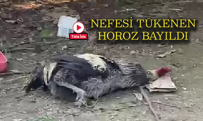 Karabük’te, uzun uzun öten horoz nefesi tükenince bayıldı. Horozun bayılma