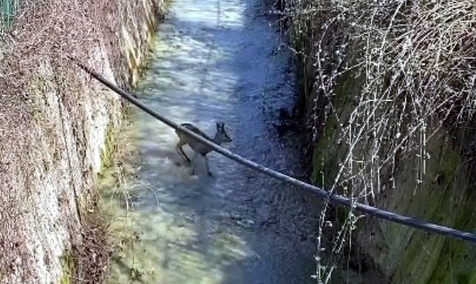Bartın'da su kanalına düşen karaca ekiplerin gerçekleştirdiği operasyonla kurtarılarak, yeniden