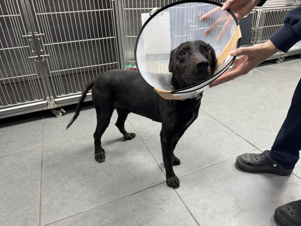 Zonguldak’ta bir köpeğin kulağı tümör nedeniyle ampute edildi.