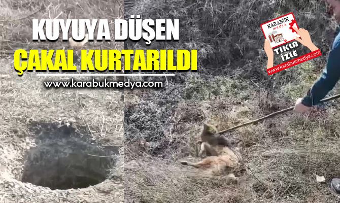 Karabük’ün Eskipazar ilçesinde kuyuya düşen çakal kurtarıldı.