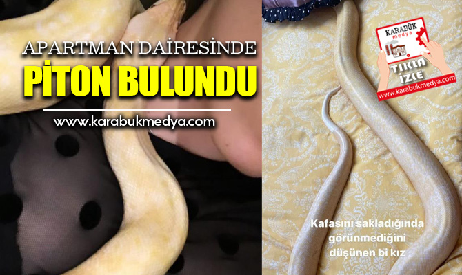 Bir apartman içerisinde boş dairede bulunan 1.5 metre uzunluğundaki pitona