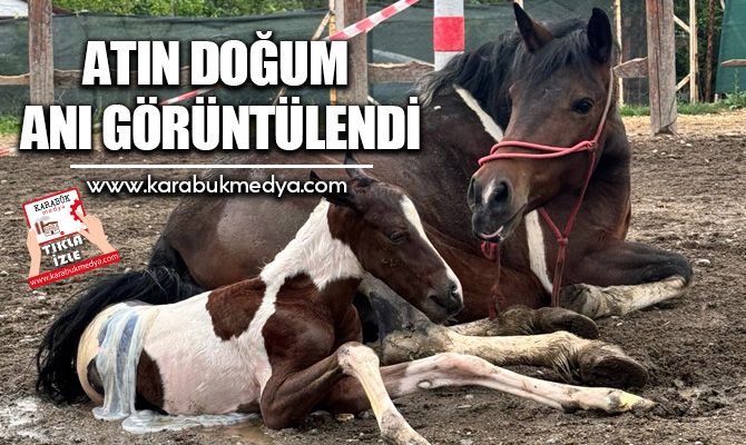 Karabük’ün Safranbolu ilçesinde bulunan Oğuzhan At Çiftliği’nde atın doğum anı
