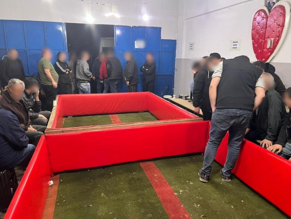 Horoz dövüşü yaptırıldığı tespit edilen binaya jandarma tarafından yapılan baskında