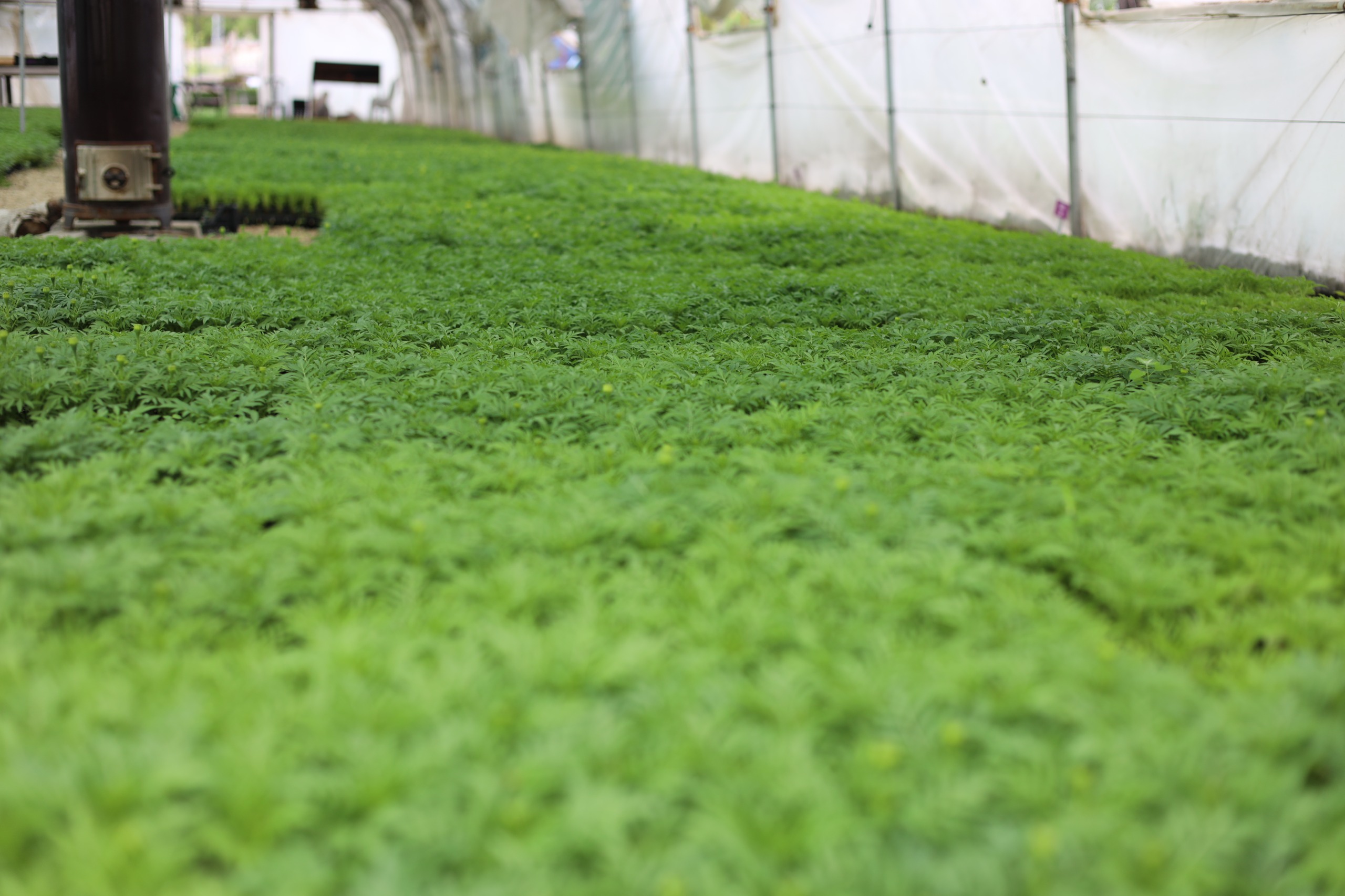 Safranbolu Belediyesi tarafından şehirde çevre düzenlemesinde kullanılmak üzere seralarda 200