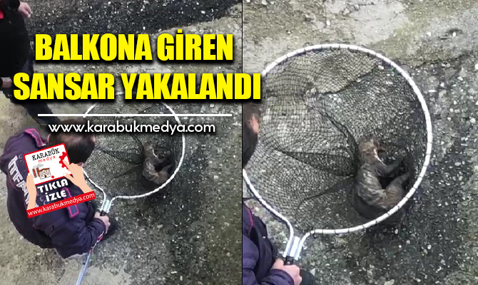 Karabük’ün Safranbolu ilçesinde bir evin balkonuna giren sansar yakalandı.