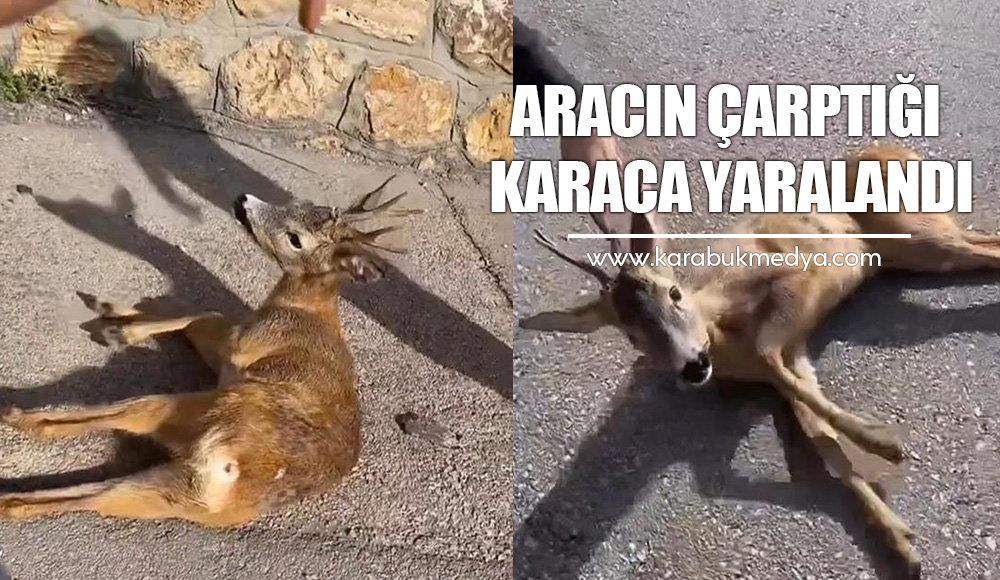 Karabük'te kara yolunun ortasında yaralı bulunan karaca, tedaviye alındı.