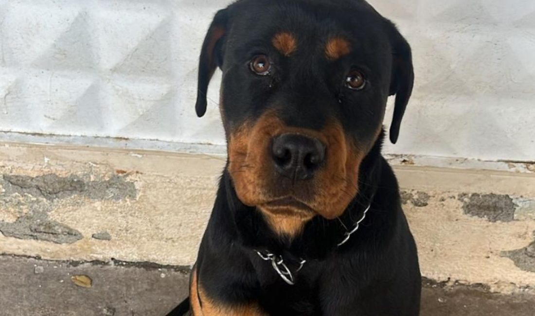 Karabük’ün Safranbolu ilçesinde köpeği kaybolan Batuhan Alptekin, köpeğini bulana 5