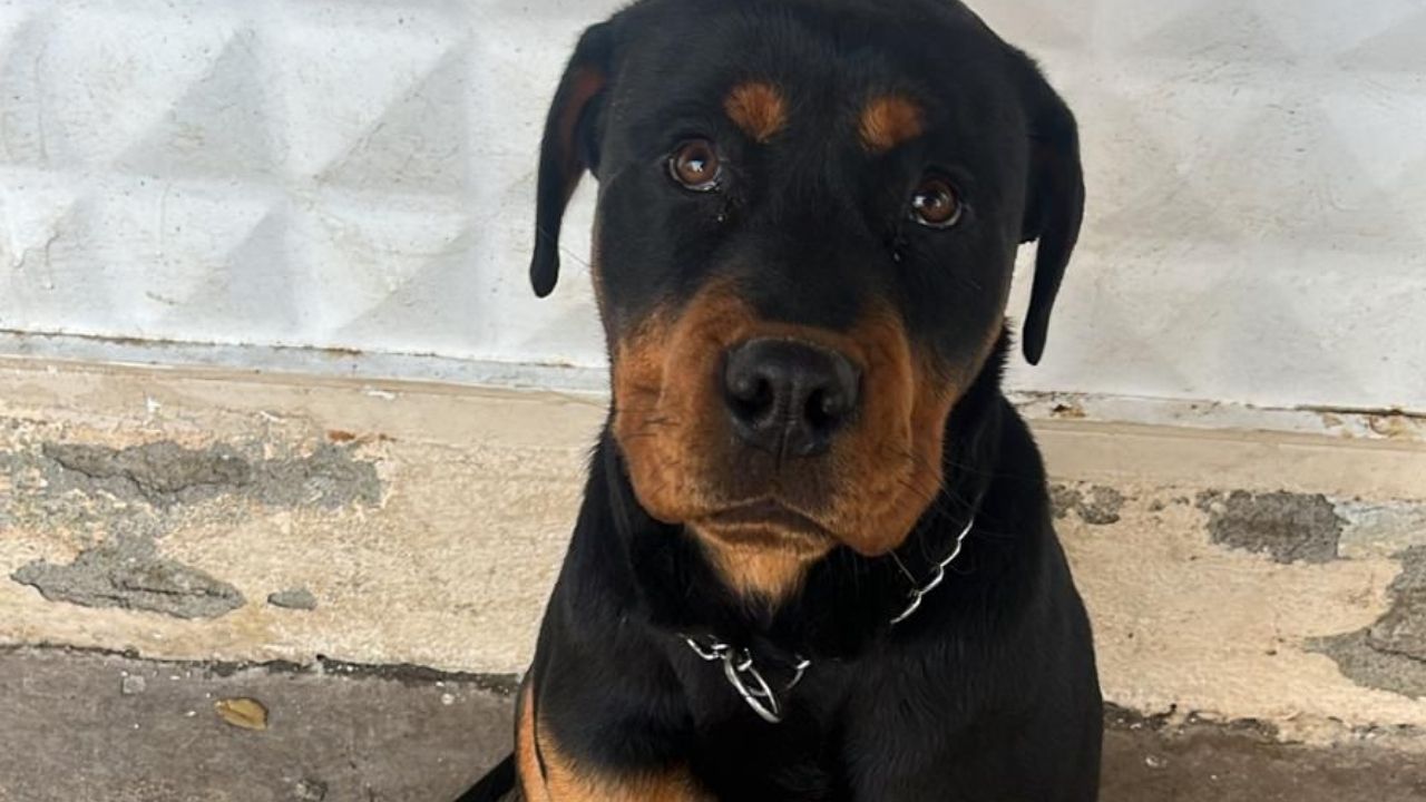 Karabük’ün Safranbolu ilçesinde köpeği kaybolan Batuhan Alptekin, köpeğini bulana 5