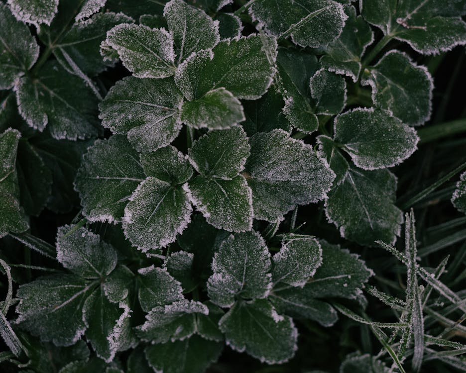 Karabük’te hava sıcaklığının mevsim normallerinin altına düşmesi nedeniyle zirai don