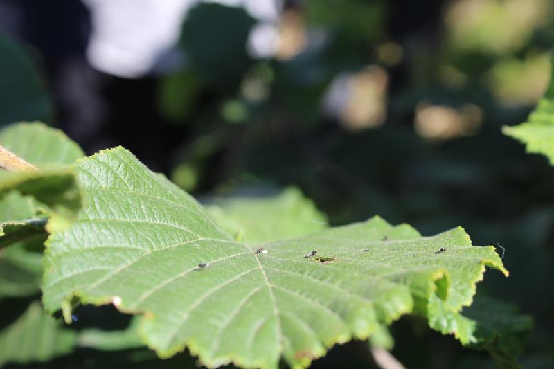 Karabük’ün Safranbolu ilçesinde, son yıllarda Türkiye'de önemli bir tarımsal zararlı