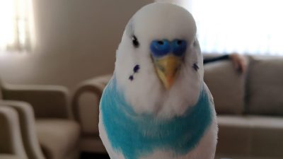 Safranbolu’da kaybolan ve sahibi tarafından, bulana ödül verileceği belirtilen muhabbet