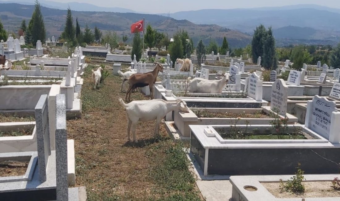 Karabük’te mezarlıklar küçükbaş hayvanların otlaklık haline geldi.  