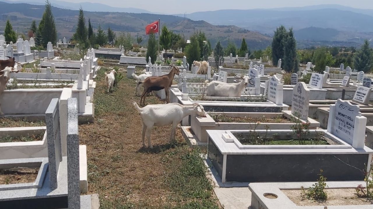 Karabük’te mezarlıklar küçükbaş hayvanların otlaklık haline geldi.  