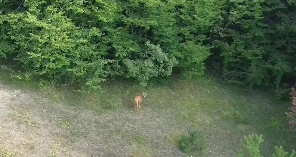 Karabük’ün Eflani ilçesinde bir doğasever ormana kurduğu fotokapanla çok sayıda