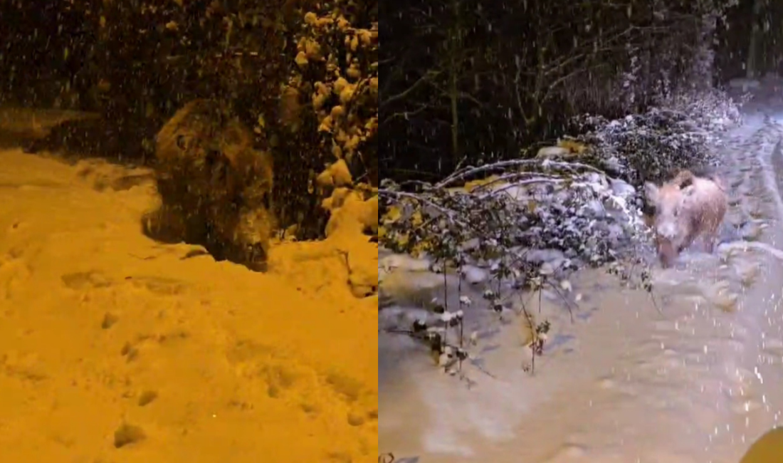 Karabük'ün Safranbolu ilçesinde bir kişi yolda karşılaştığı yaban domuzunu "gel