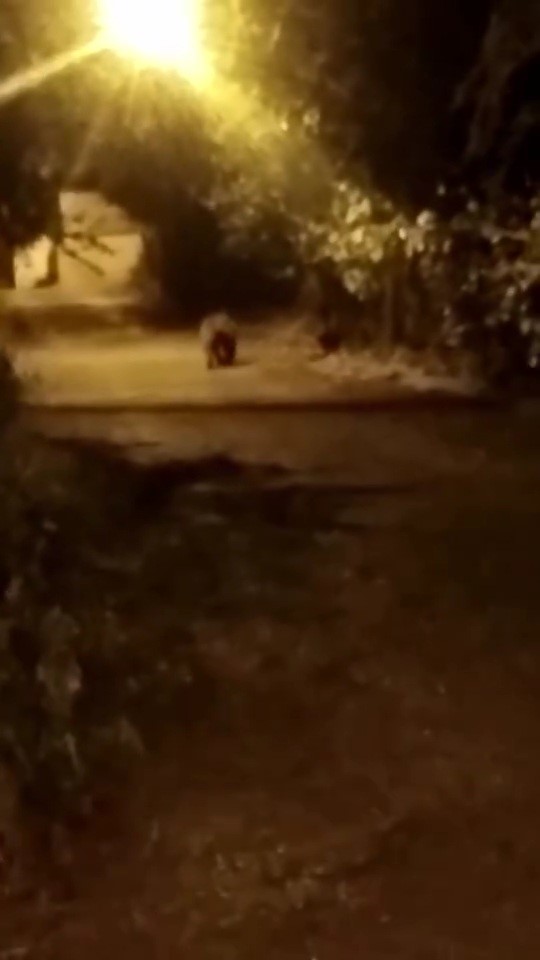 KARABÜK'TE ŞEHİR MERKEZİNDEKİ BİR MEZARLIĞA İNEN AYI CEP TELEFONU KAMERASI