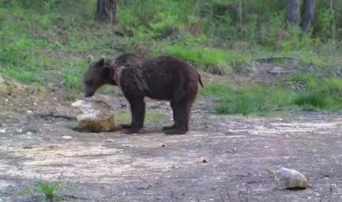 KARABÜK’TE DOĞA SEVER TARAFINDAN ORMANLIK ALANA KURULAN FOTOKAPANLA, AYI, KARACA,